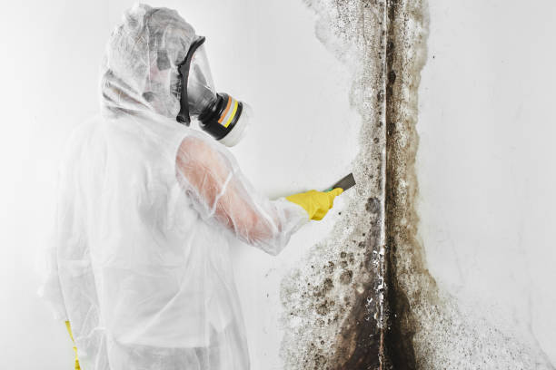 Best Attic Mold Removal  in Shenandoah Farms, VA