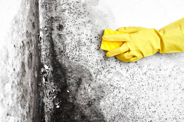 Best Same-Day Mold Removal  in Shenandoah Farms, VA