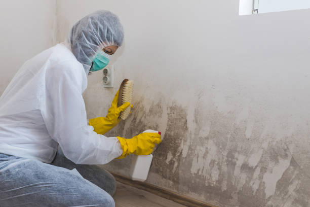 Best Crawl Space Mold Removal  in Shenandoah Farms, VA