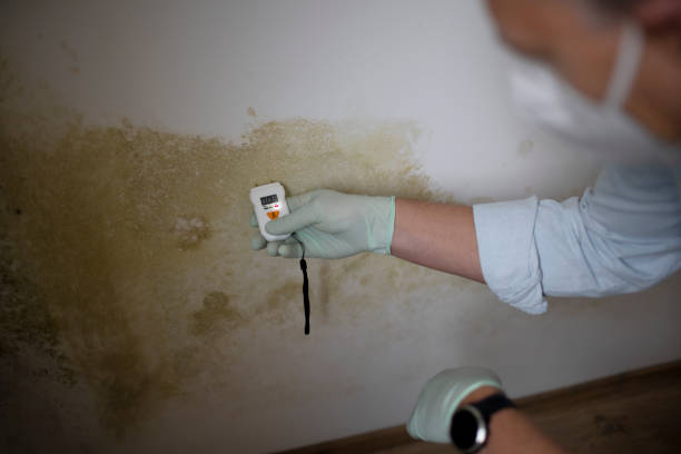 Best Fast Mold Removal  in Shenandoah Farms, VA