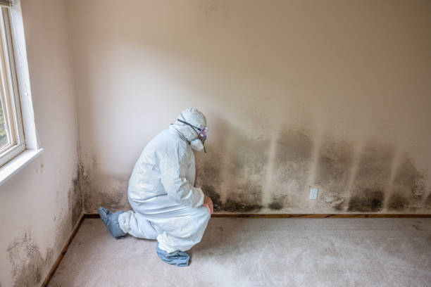 Best Local Mold Removal Service  in Shenandoah Farms, VA