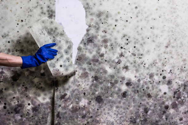 Best Affordable Mold Removal  in Shenandoah Farms, VA