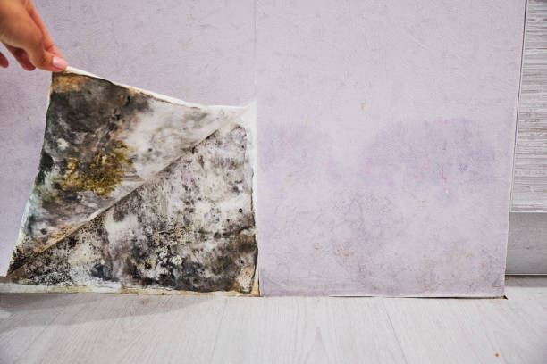  Shenandoah Farms, VA Mold Removal Pros